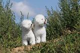 BICHON FRISE 284